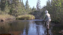 Trout stream in Michigan upper peninsual