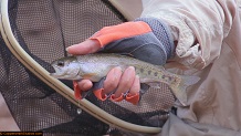 Trout stream in Michigan upper peninsual