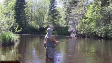 Trout stream in Michigan upper peninsual