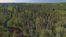 Trout stream in Michigan upper peninsual