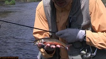 Trout stream in Michigan upper peninsual