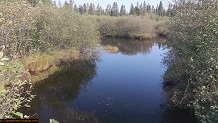 Trout stream in Michigan upper peninsual