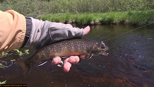 Trout stream in Michigan upper peninsual