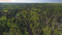 Trout stream in Michigan upper peninsual