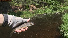 Trout stream in Michigan upper peninsual