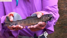 Trout stream in Michigan upper peninsual