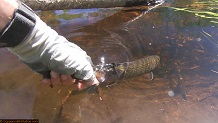 Trout stream in Michigan upper peninsual