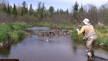 Trout stream in Michigan upper peninsual