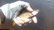 Trout stream in Michigan upper peninsual