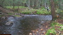 Trout stream in Michigan upper peninsual