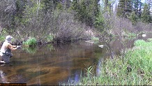 Trout stream in Michigan upper peninsual