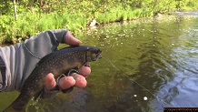 Trout stream in Michigan upper peninsual