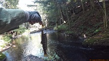 Trout stream in Michigan upper peninsual