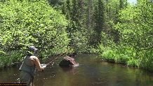 Trout stream in Michigan upper peninsual