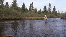 Trout stream in Michigan upper peninsual