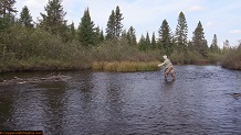 Trout stream in Michigan upper peninsual