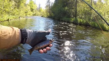 Trout stream in Michigan upper peninsual