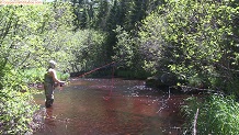 Trout stream in Michigan upper peninsual