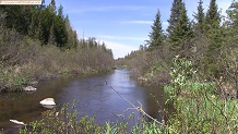 Trout stream in Michigan upper peninsual