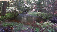 Trout stream in Michigan upper peninsual