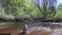 Trout stream in Michigan upper peninsual