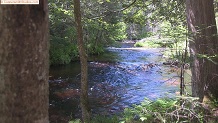 Trout stream in Michigan upper peninsual