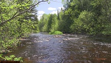 Trout stream in Michigan upper peninsual