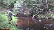 Trout stream in Michigan upper peninsual