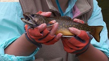 Trout stream in Michigan upper peninsual