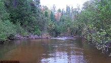 Trout stream in Michigan upper peninsual