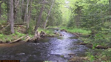 Trout stream in Michigan upper peninsual