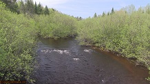 Trout stream in Michigan upper peninsual