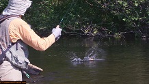 Trout stream in Michigan upper peninsual