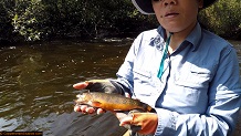 Trout stream in Michigan upper peninsual