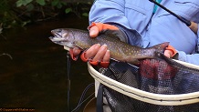 Trout stream in Michigan upper peninsual