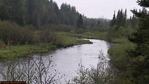 Trout stream in Michigan upper peninsual