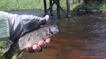 Trout stream in Michigan upper peninsual