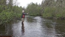 Trout stream in Michigan upper peninsual