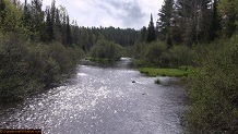 Trout stream in Michigan upper peninsual