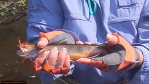 Trout stream in Michigan upper peninsual