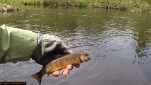 Trout stream in Michigan upper peninsual