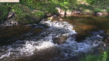 Trout stream in Michigan upper peninsual