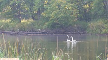 Trout stream in Michigan upper peninsual