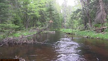 Trout stream in Michigan upper peninsual