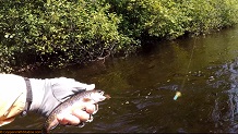 Trout stream in Michigan upper peninsual