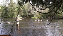 Trout stream in Michigan upper peninsual