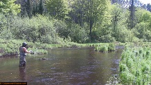 Trout stream in Michigan upper peninsual