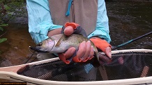 Trout stream in Michigan upper peninsual