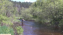 Trout stream in Michigan upper peninsual