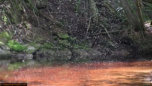 Trout stream in Michigan upper peninsual